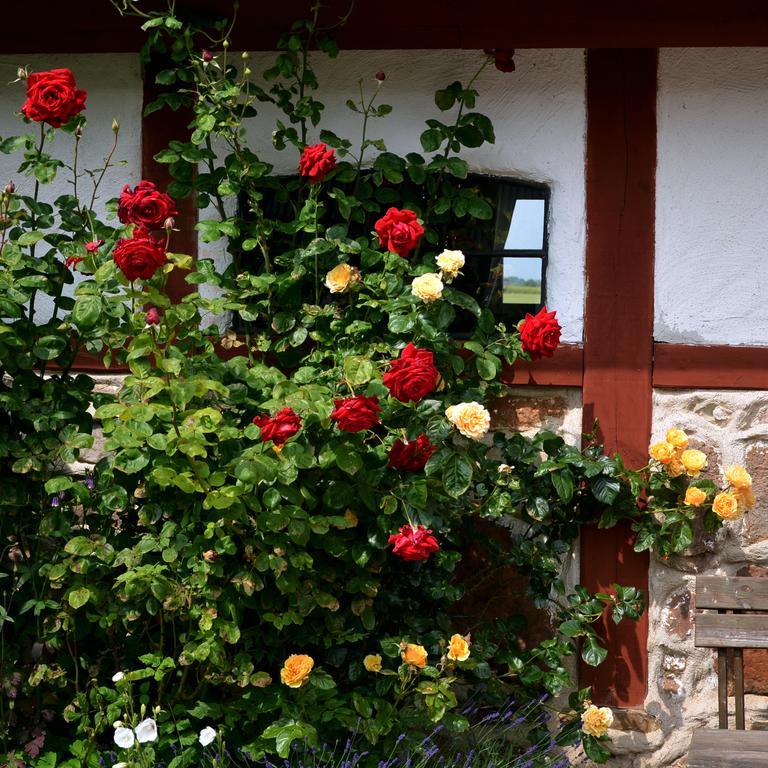 Bed and Breakfast Torsborgs Gard à Simrishamn Chambre photo